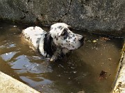 62 Ennesimo bagnetto, stavolta in acqua non melmosa...